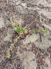 Camissoniopsis micrantha