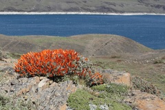 Anarthrophyllum desideratum