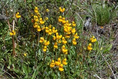 Calceolaria polyrhiza