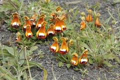 Calceolaria uniflora