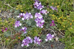 Lathyrus nervosus