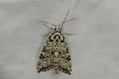 Danielaparra fragmentata