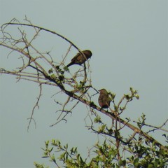 Lagonosticta rubricata