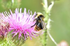 Bombus sichelii