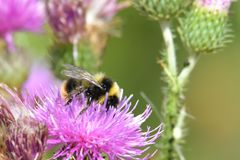 Bombus sichelii