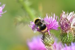 Bombus sichelii
