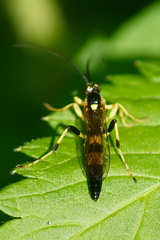 Ichneumon annulatorius