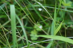 Stellaria graminea