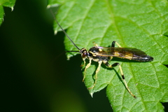 Ichneumon annulatorius