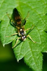 Ichneumon annulatorius