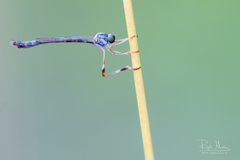 Leptogaster subtilis