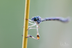 Leptogaster subtilis