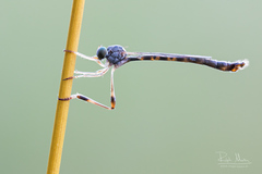 Leptogaster subtilis