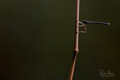 Leptogaster subtilis