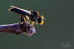 Holopogon nigripennis