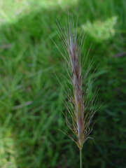 Hordeum secalinum