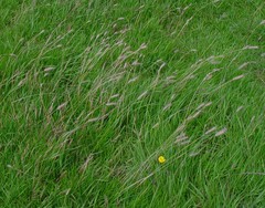 Hordeum secalinum