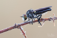 Holopogon nigripennis