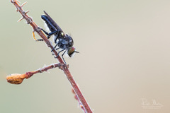 Holopogon nigripennis