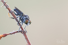 Holopogon nigripennis
