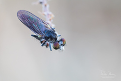 Holopogon nigripennis