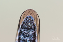 Holopogon nigripennis