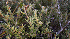 Orites revolutus