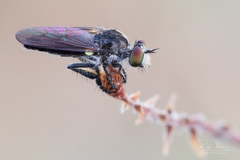 Holopogon nigripennis