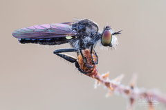 Holopogon nigripennis