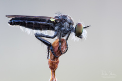 Holopogon nigripennis