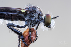 Holopogon nigripennis