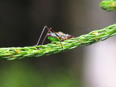 Barbitistes constrictus