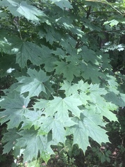 Acer platanoides