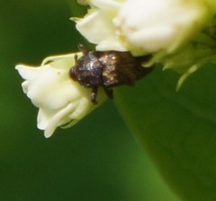 Glyptobaris lecontei