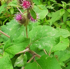 Arctium