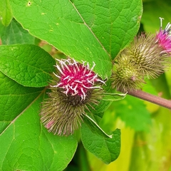 Arctium