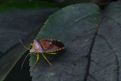 Acanthosoma denticaudum