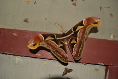 Archaeoattacus edwardsii