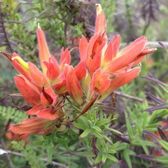 Castilleja auriculata