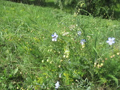 Linum komarovii