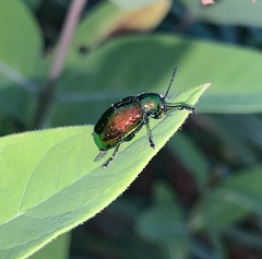 Chrysochus auratus