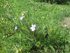 Linum komarovii