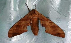 Marumba