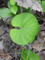 Viola renifolia