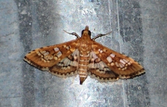 Sameodes cancellalis