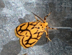 Miltochrista conjunctana