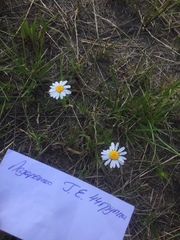 Tripleurospermum inodorum