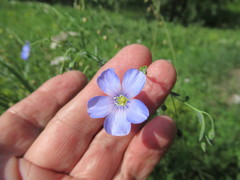 Linum komarovii