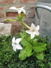 Nicotiana alata