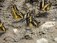 Papilio ornythion ornythion